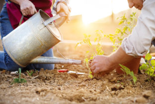 Senior Couple Planting Seedlings