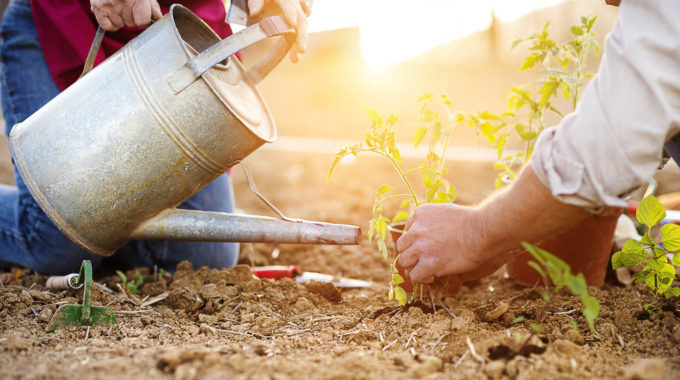 Senior Couple Planting Seedlings